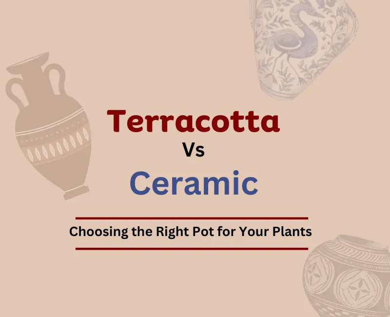 Terracotta vs. Ceramic Pots Choosing the Right Pot for Your Plants